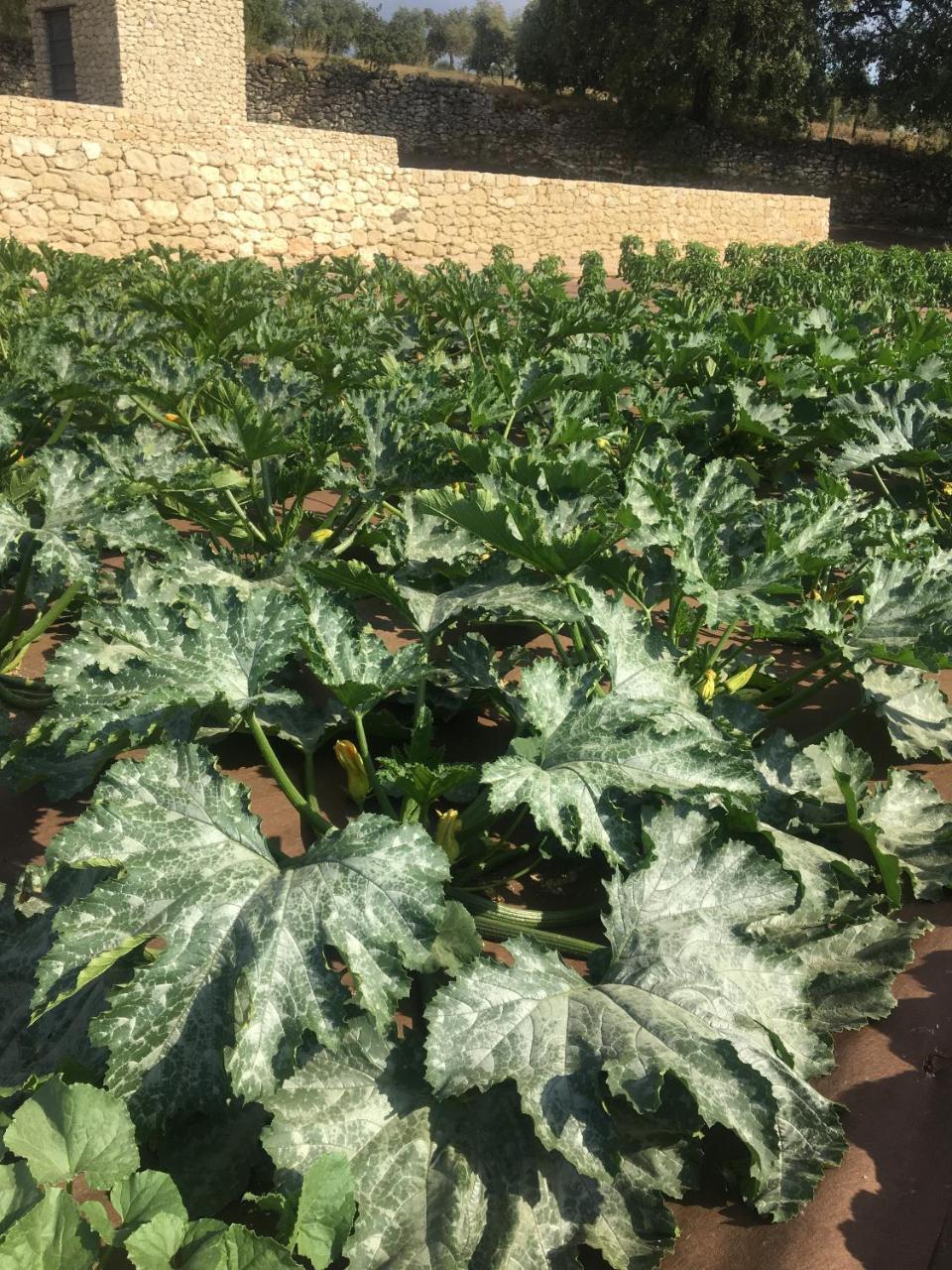Cortijo La Organic Hotel Ronda Kültér fotó